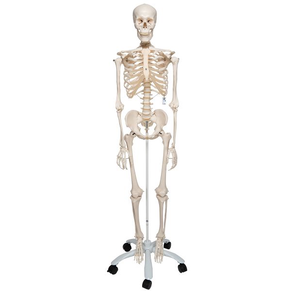 Homo-Skelett " Stan" - fahrbar