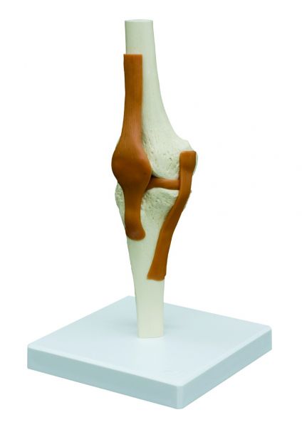 Kniegelenk Funktionsmodell